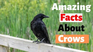 30 Amazing Facts About Crows - Interesting Facts about Crows