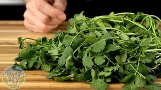 Cilantro – Health Benefits – Food Spotlight – Wholeness Chef