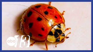 Having Ladybug Problems? Why ladybugs are swarming so many homes right now