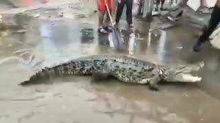 గుజరాత్ వీధుల్లో మొసలి తో ఫోటో ఫోజులు || people selfie with crocodile|| newsofworld