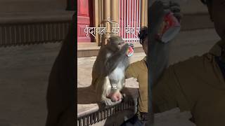 Vrindavan ke smart bandar #shortsfeed #bandar #vrindavan #monkey