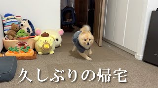 久しぶりに自宅に帰ってきた愛犬がこうなりました…笑