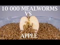 10 000 Mealworms vs APPLE