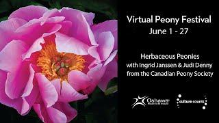 Oshawa Peony Festival 2021, Herbaceous Peonies