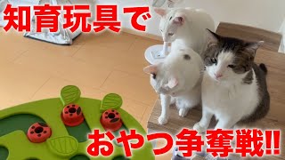 知育玩具で3匹の保護猫がおやつ争奪戦してみた