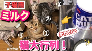 子猫用ミルクにまさかの猫のかわいい大行列が！【ねこつる】