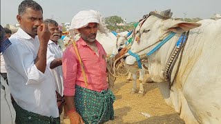 పెబ్బేర్ మార్కెట్ లో 4 పళ్ళ కోడెలకు వ్యాపారం ఎలా జరుగుతుందో చూడండి | Pebbair eddula santha | Oxen