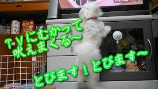 マルチーズ　Maltese　ナナちゃんTVに向かって吠えまくり～