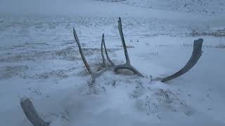 Searching for caribou: tracking polar bear tracks on sea ice