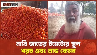 নাবি জাতের টমেটোর স্তুপ, খরচ এবং লাভ কেমন | Tomato | Bazar Songbad