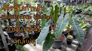 ฟิโลก้านส้ม  Philodendron billietiae  การขยายพันธุ์และการเลี้ยงดู  สวนลุงช้อย