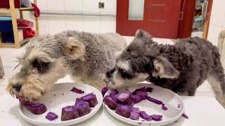 Dogs love eating purple sweet potatoes. Watching them eat them voraciously makes me feel relaxed.