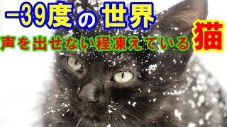 【感動】-39度の極寒で凍りついた猫 列車のエンジン部分で寒さをしのいでいたが…【涙腺崩壊】