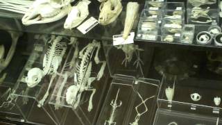 The Evolution Store, NY - Part 1/4