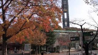 【紅葉】東山動物園 動物園本園エリアの紅葉