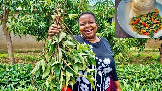 A delicious recipe : How to make Sweet potato leaves