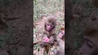 #poormonkey #monkey #babymonkey #foryou #Feedingmonkey#animals #thedodo #dodo #saveanimal #shorts