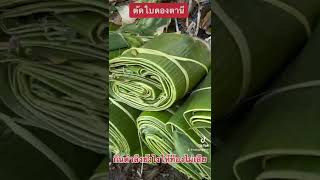 ตัดใบตองกล้วยตานีทำบายศรี