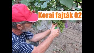 Korai fajták 02 - egy magyar magnélküli fajta