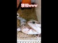 ニシアフの寝相w