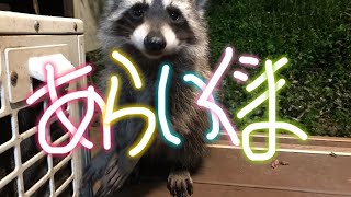 子供のアライグマ達