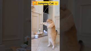 Jumping Cat | #shorts | #ytshorts | #trending | #viral | #youtubeshorts
