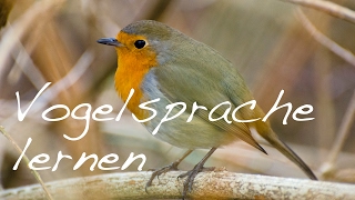 Vogelsprache lernen - die Sprache der Natur