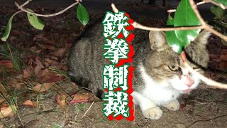 元気になった口内炎の野良猫が夜になると猫パンチ猫になって逃げていった