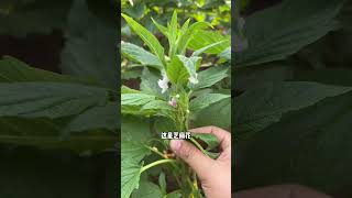 认识25种花类本草植物 大娘采摘的又是什么花呢？不知道大家都有见过这些植物吗？又是怎么叫它们名字的呢？植物科普 你的家乡有这种植物吗 识百草