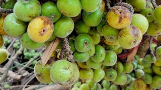 ଡ଼ିମିରି ଫଳ || Ficus Racemosa || odisha Fig Tree || Dimiri Phala Fig ||Cluster Fig || Fig Fruit