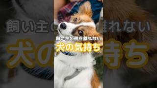 気が付くと愛犬がそばにいる🐶飼い主さんの側を離れない愛犬の気持ちについて💡petipleではわんちゃんに関する豆知識やお役立ち情報を発信しています📢#犬のいる生活#犬の気持ち #犬の情報#犬の豆知識