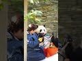 24.11臥龍神樹坪～都是蓉蓉崽，奶媽都愛！ giantpanda 大熊貓 cute 大熊猫 熊猫宝宝 greatpanda 熊猫 cutepanda