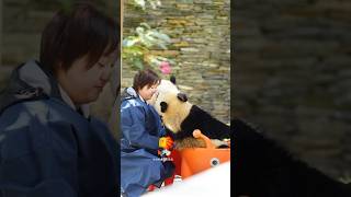 24.11臥龍神樹坪～都是蓉蓉崽，奶媽都愛！ #giantpanda #大熊貓 #cute #大熊猫 #熊猫宝宝 #greatpanda #熊猫 #cutepanda