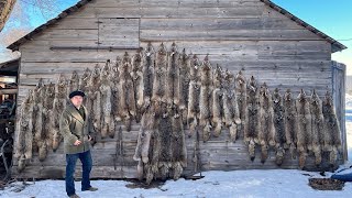 Winter Fox snaring “crawl under”