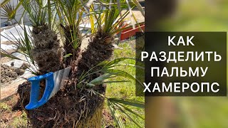 Как разделить пальму Хамеропс 🌴 | 🌴 chamaerops palm separation