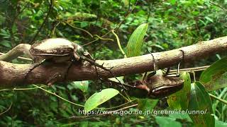 マレーテナガコガネの喧嘩　long-armed scarabs fight