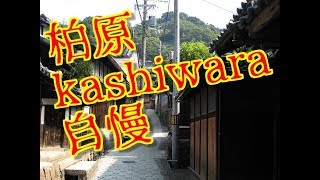 柏原市　Kashiwara c　河内　大阪　古墳　自慢