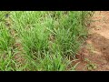 ஆடு வளர்ப்பில் கினியா புல்லின் பங்கு guinea grass brilliant jokers