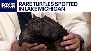 Inside the hidden world of Lake Michigan’s endangered alligator snapping turtles | ChicagoNOW