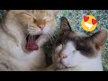 😂 Funniest Cats and Dogs Videos 😺🐶 || 🥰😹 Hilarious Animal Compilation №476