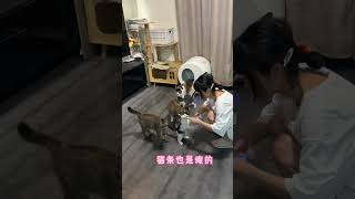 《这次好像真的让她捡到纯正奶牛猫了》#给流浪猫一个家 #奶牛猫 #我和流浪猫的故事 #领养代替购买