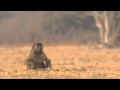 Baboon sits on grass barking, calling shouting talking