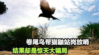 骗子战术？卷尾鸟故意报假警，猫鼬紧急撤退，它却将食物占为己有【张叫兽说兽】