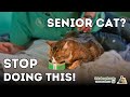 Dr Jones' Top 7 Tips to a Healthy and Long Lived Senior Cat