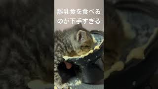 離乳食を食べるのが下手すぎる仔猫