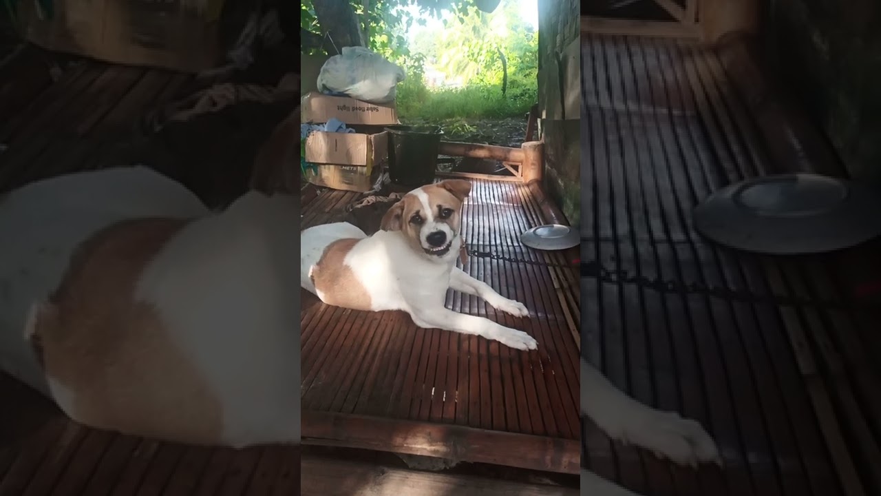 Angry Dog рџђ Youtube