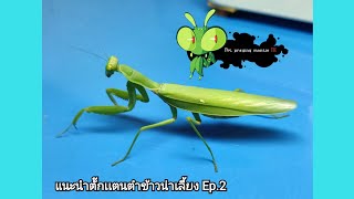 แนะนำตั๊กเเตนตำข้าวน่าเลี้ยง Ep.2 ตั๊กเเตนตำข้าวหนามคู่ (Hierodula patellifera)