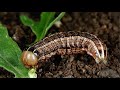 Army Worms in the Lawn