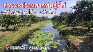 ✨สวนมะม่วงติดถนนดำ7ไร่ 📍ดอนเจดีย์ สุพรรณบุรี 👉ยกแปลง3.87ล. ติดชุมชน ติดคลองน้ำ 🔥โฉนดครุฑแดง✌️