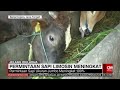 JAMU KUAT UNTUK HEWAN KURBAN | REDAKSI PAGI (17/06/23)